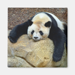 Aimant Panda géant endormi claqué sur un rocher