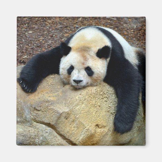 Aimant Panda géant endormi claqué sur un rocher (Devant)