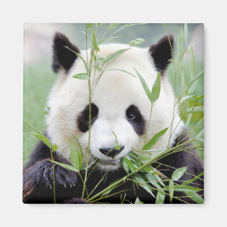 Aimant Panda géant Photo Magnet. Panda.