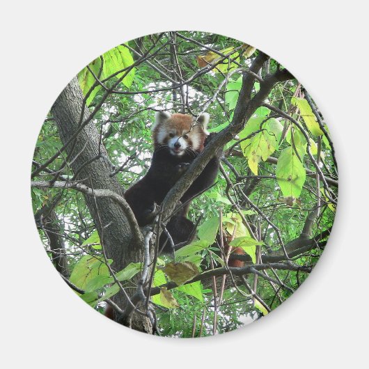 Aimant Panda rouge (Devant)