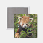 Aimant Panda rouge (Recto/Verso)