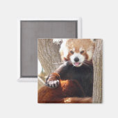 Aimant panda rouge (Recto/Verso)