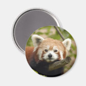 Aimant panda-rouge-005 (Recto/Verso)