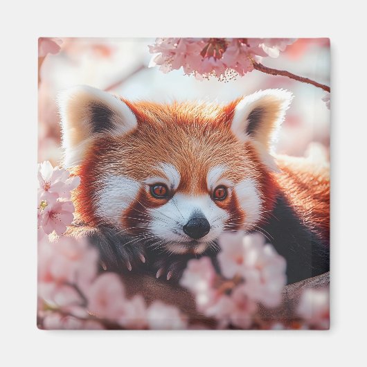 Aimant Panda Rouge Parmi Les Fleurs De Cerisiers (Devant)