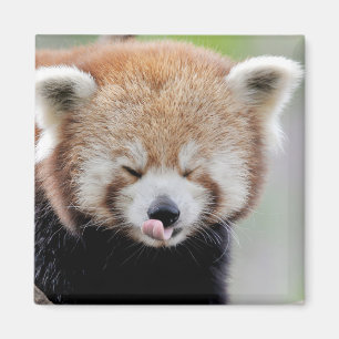 Aimant Panda rouge photo magnétique. Panda roux.