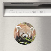 Aimant Panda rouge photo magnétique. Panda roux. (In Situ (Lave-vaisselle))