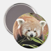 Aimant Panda rouge photo magnétique. Panda roux. (Recto/Verso)