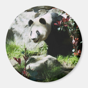 Aimant Panda Smile