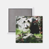 Aimant Panda Smile (Recto/Verso)