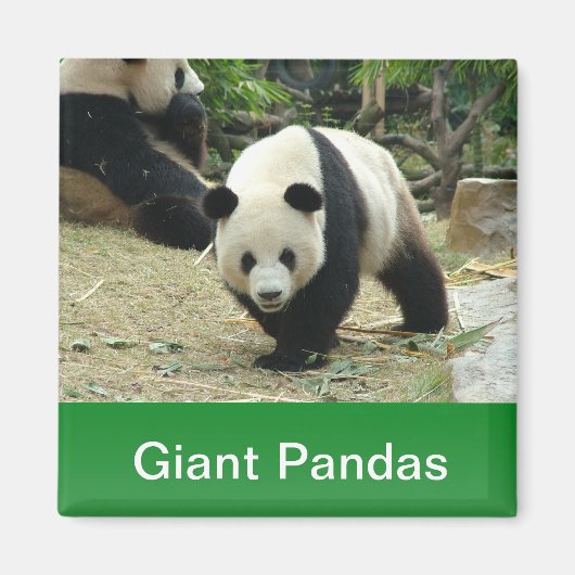 Aimant pandas géants (Devant)