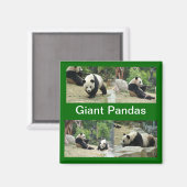 Aimant pandas géants (Recto/Verso)