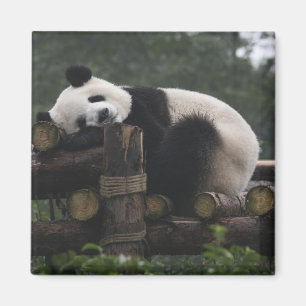 Aimant Pandas géants au centre de protection des pandas g
