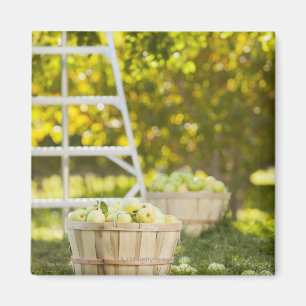 Aimant Paniers de pommes dans le verger