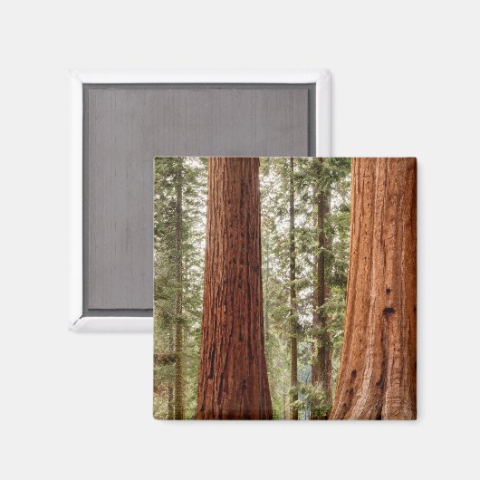 Aimant Panorama géant Sequoia (Recto/Verso)