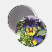 AIMANT PANSIES ! (Recto/Verso)