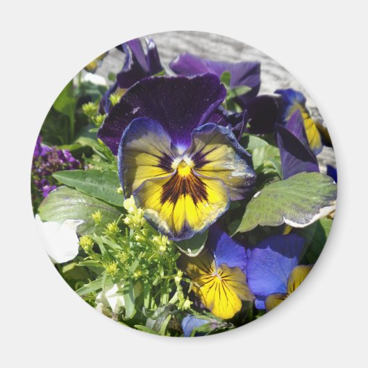 AIMANT PANSIES ! (Devant)