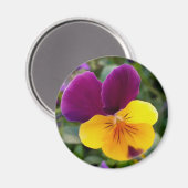 Aimant Pansies lumineuses (Recto/Verso)