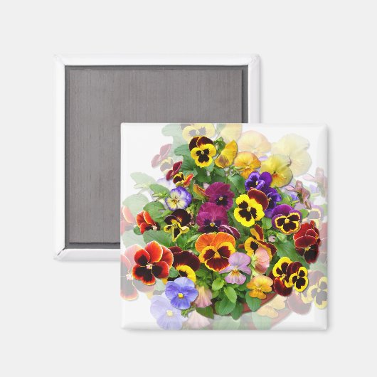 AIMANT PANSY BEAUTY (Recto/Verso)