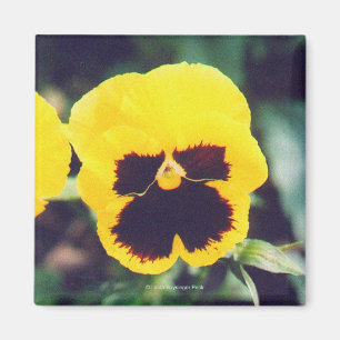 Aimant Pansy jaune