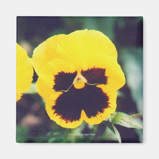 Aimant Pansy jaune (Devant)