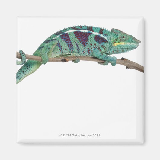 Aimant Panther Chameleon Nosy Be (Furcifer pardalis) (Devant)