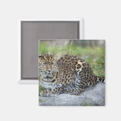 Aimant Panthera pardus orientalis (Recto/Verso)
