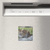 Aimant Panthera pardus orientalis (In Situ (Lave-vaisselle))