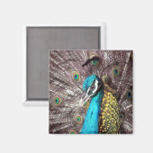 Aimant paon (Recto/Verso)