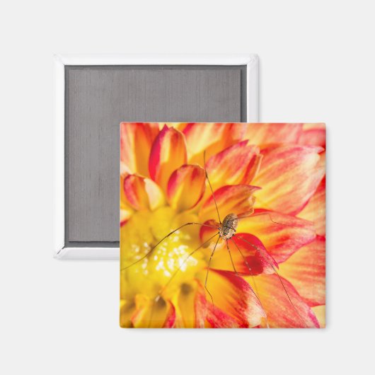 Aimant Papa Longues Jambes Sur Dahlia Rouge Jaune (Recto/Verso)