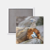 Aimant Papa singe à nez doré avec bébé (Recto/Verso)