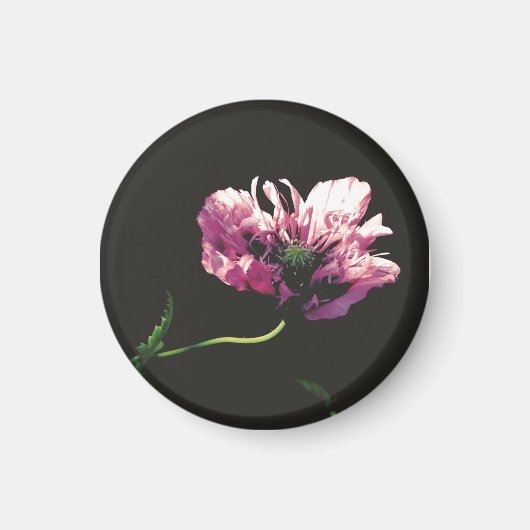 Aimant Papaver Sugarplum (Devant)