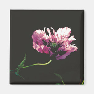 Aimant Papaver Sugarplum