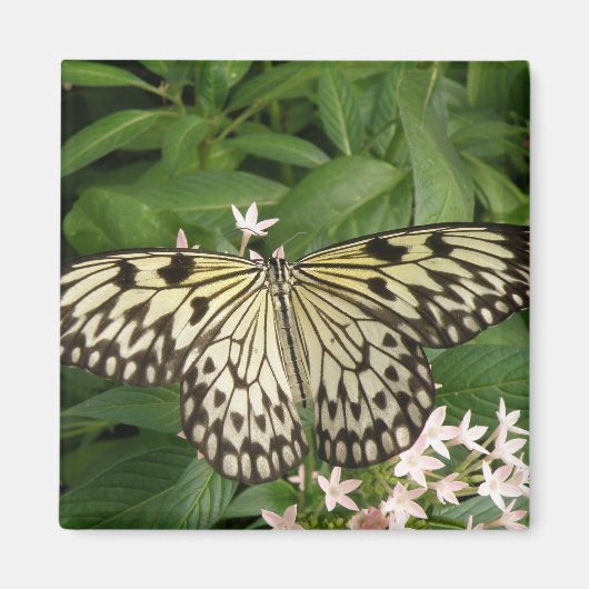 Aimant Papier à papillon (Devant)