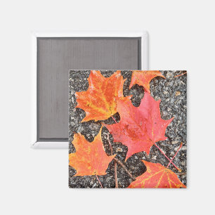 Aimant Papier collant feuille d'automne