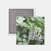 Aimant Papier papillon (Idea leuconoe) sur la vigne, (Recto/Verso)