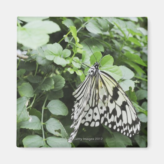 Aimant Papier papillon (Idea leuconoe) sur la vigne, (Devant)