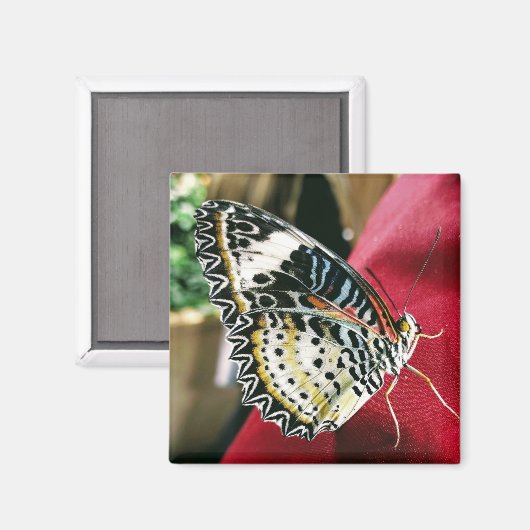 Aimant Papillon (Recto/Verso)