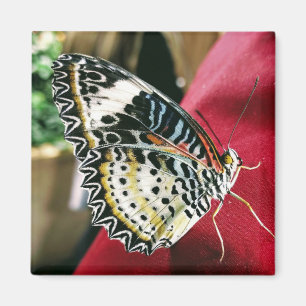 Aimant Papillon