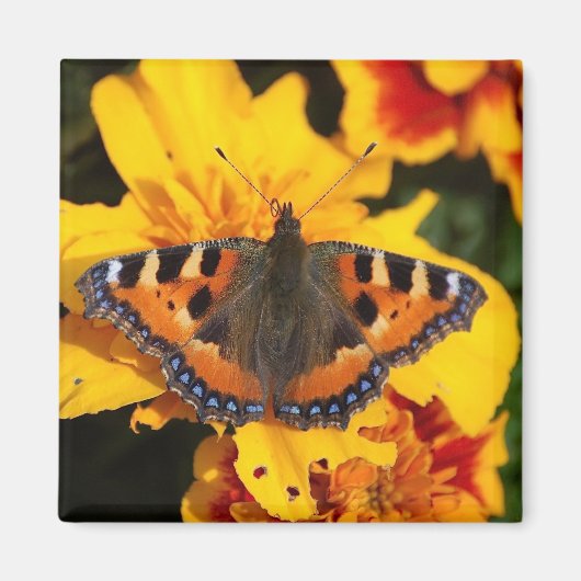 Aimant Papillon (Devant)