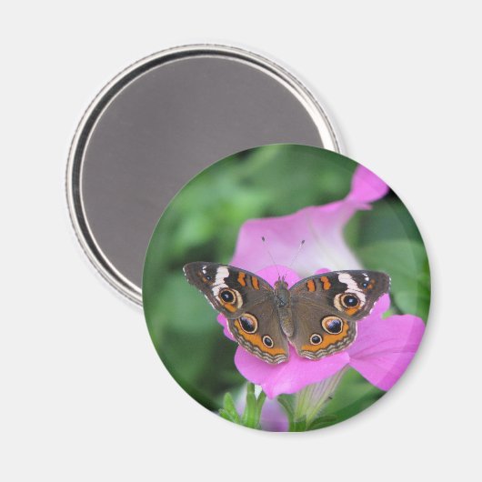 Aimant Papillon (Recto/Verso)