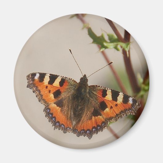 Aimant Papillon (Devant)