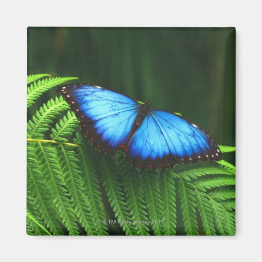 Aimant papillon (Devant)