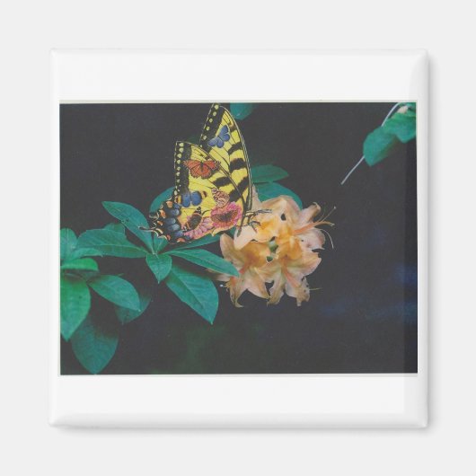 Aimant papillon (Devant)