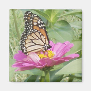 Aimant Papillon