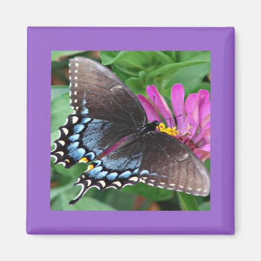 Aimant Papillon (Devant)
