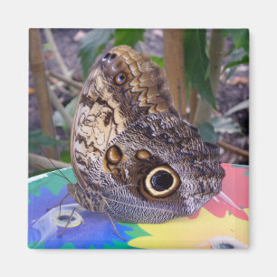 Aimant Papillon