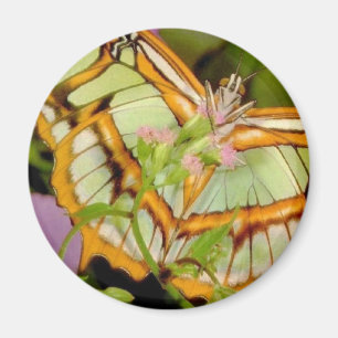 Aimant Papillon