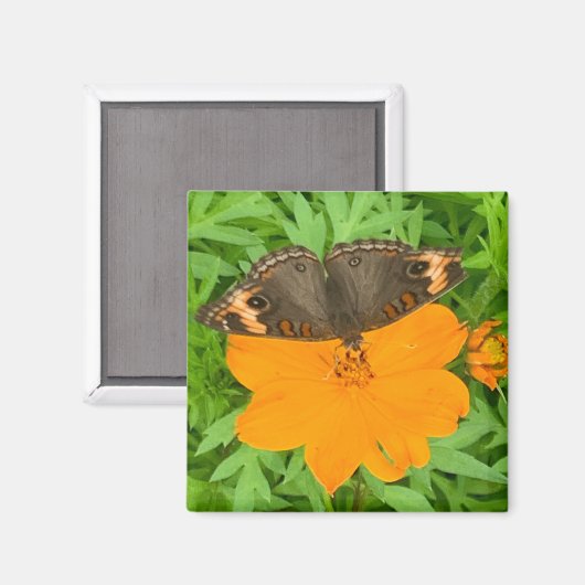 Aimant Papillon (Recto/Verso)