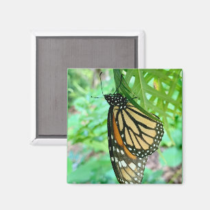 Aimant papillon