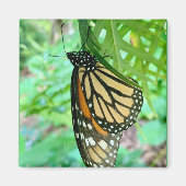 Aimant papillon (Devant)